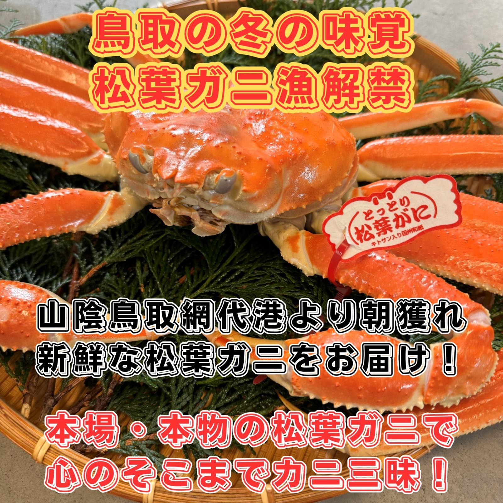 松葉ガニ漁解禁！“本場・本物”の松葉ガニで心のそこまでカニ三昧！